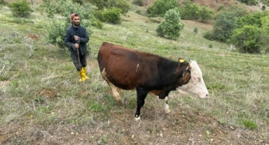 Giresun'da devlet desteğiyle başladığı hayvancılığı 16 yıldır sürdürüyor