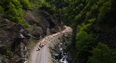 Doğu Karadeniz'de besicilerin yaylalara göçü sürüyor