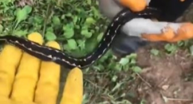 Dünyanın en zehirli yılanları arasında gösteriliyor: Hopa engereği rengi ve tüyleri ile dikkat çekiyor!