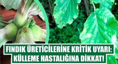Fındık Üreticilerine Önemli Uyarı: O Hastalığa Dikkat!