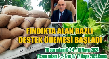 Fındıkta alan bazlı destek ödemesi başladı