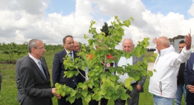 Fındıkta verimi 5 kat arttıracak proje