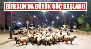 Giresun'da Büyük Göç Başladı!