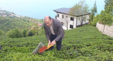 Giresun’da Çay Sezonu Başladı
