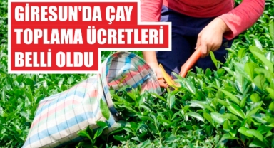 Giresun'da çay toplama ücretleri belli oldu