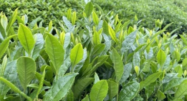 Giresun'da Çay Zirvesi Gerçekleştirildi