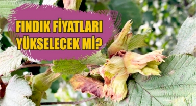Giresun'da fındık fiyatları nedir?
