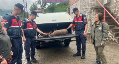 Giresun'da karaca operasyonu!
