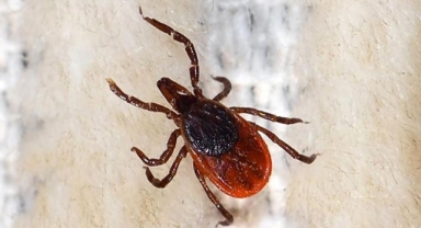 Giresun'da kene alarmı! Kabus geri döndü, 3 ilçede görüldü, 1 kişi hayatını kaybetti