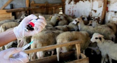 Giresun’da küçükbaş hayvanlarda aşılama çalışmaları sürüyor