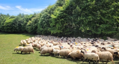 Karadeniz'de sürülerin yayla yolculuğu başladı