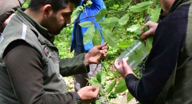 Karadeniz'de gal arılarına karşı biyolojik mücadele sürüyor