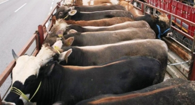 Kurbanlık sevkiyatında nelere dikkat edilmeli?