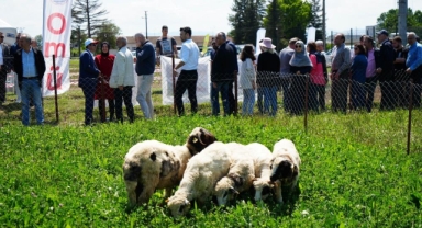 Kuzu etinin fiyatını düşürecek proje: 