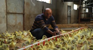 Ordulu çiftçinin hedefi 5 bin kaz üretmek