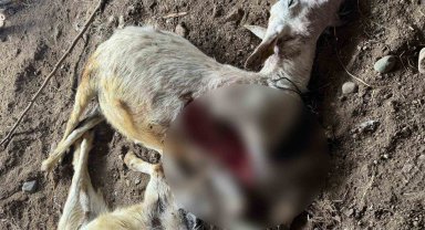 Sokak köpekleri ahıra girerek hayvanları telef etti