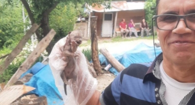 Yavru çakalın imdadına yetişti!