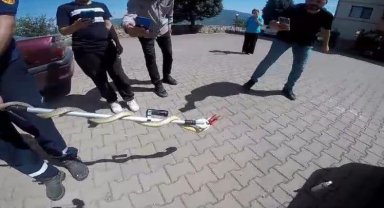 Aracın motoruna giren yılan paniğe neden oldu