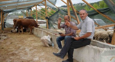 Besiciler bayramda da kurbanlık mesaisinde