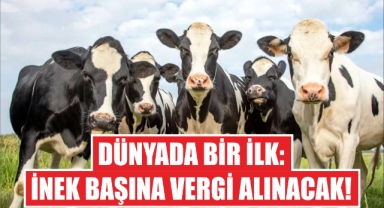 Dünyada Bir İlk: İnek Başına Vergi Alınacak
