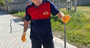 Eve giren yılan paniğe neden oldu