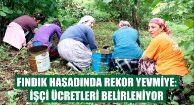Fındık Hasadında Rekor Yevmiye: İşçi Ücretleri Belirleniyor