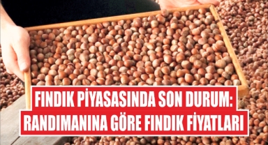 Fındık piyasasında son durum: Randımanına göre fındık fiyatları