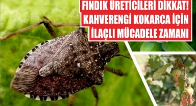 Fındık Üreticileri Dikkat! Kahverengi Kokarca İçin İlaçlı Mücadele Zamanı