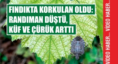 Fındıkta korkulan oldu: Randıman düştü, küf ve çürük arttı