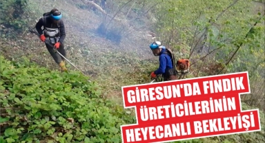 Giresun'da Fındık Üreticilerinin Heyecanlı Bekleyişi