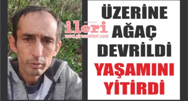 Giresun'da üzerine ağaç devrilen kişi öldü