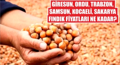 Giresun, Ordu, Trabzon, Samsun, Kocaeli, Sakarya Fındık Fiyatları Ne Kadar?