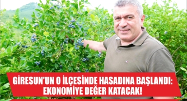 Giresun'un O İlçesinde Hasadına Başlandı: Ekonomiye Değer Katacak!