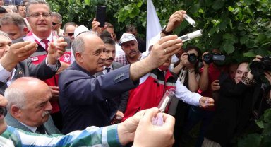 Kahverengi Kokarca'nın düşmanı 22 bin samuray arısı doğaya salındı