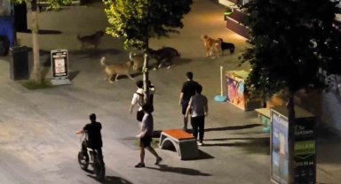Köpekler birbirlerine saldırdı, vatandaşlar yoldan geçemedi