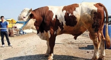 Kurbanlık Seçimi ve Kesiminde Dikkat Edilmesi Gerekenler