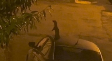 Nesli tükenme tehlikesinde olan sansar sokakta yemek ararken görüntülendi