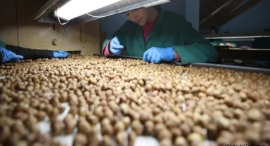 Ticaret borsalarında 358 bin tonu aşkın fındık işlem gördü