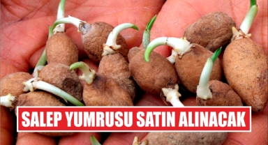 Salep Yumrusu Satın Alınacak