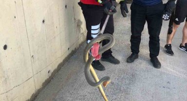 2 metrelik yılan otoparkta paniğe neden oldu