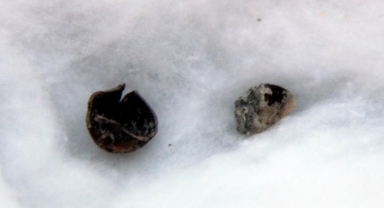 3 bin yıllık fındık bulundu