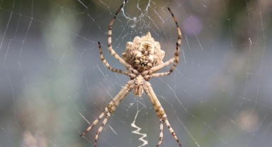 Dünyanın en zehirli örümceği bakın nerede görüldü... Halk tedirgin