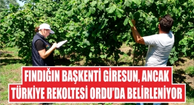 Fındığın Başkenti Giresun, Ancak Türkiye Rekoltesi Ordu'da Belirleniyor