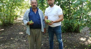 Fındık bahçelerinde kahverengi kokarca artışı