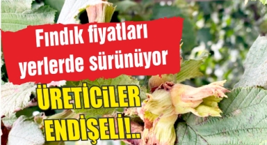 Fındık fiyatları yerlerde sürünüyor...