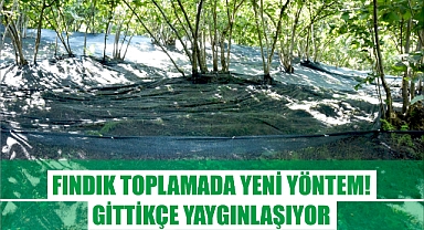 Fındık toplamada yeni yöntem! Gittikçe yaygınlaşıyor