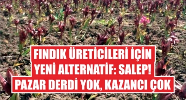 Fındık Üreticileri İçin Yeni Alternatif: Salep! Pazar Derdi Yok, Kazancı Çok
