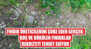Fındık Üreticilerini Şoke Eden Gerçek: Boş ve Dökülen Fındıklar Rekolteyi Tehdit Ediyor