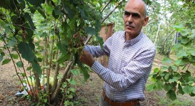 Fındık üreticisi hasat öncesi fiyatın açıklanmasını bekliyor