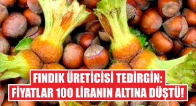 Fındık Üreticisi Tedirgin: Fiyatlar 100 Liranın Altına Düştü!